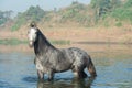 Beautiful grey Marwari stallion posing in river at early morning . india