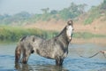 Beautiful grey Marwari stallion posing in river at early morning . india