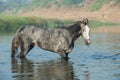 Beautiful grey Marwari stallion posing in river at early morning . india