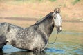 Beautiful grey Marwari stallion posing in river at early morning . india