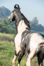 Beautiful grey Marwari young stallion walking at early morning . india