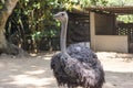 Beautiful grey ostrich bird in the zoo