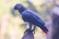 Beautiful Grey Parrot Closeup Face On The Tree Branch Royalty Free Stock Photo