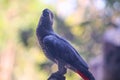 Beautiful Grey Parrot Closeup Head And Sitting On The Branch In The Zoo Royalty Free Stock Photo