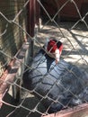Beautiful grey pheasant in zoo cage Royalty Free Stock Photo