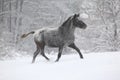 Beautiful grey pony running in winter Royalty Free Stock Photo