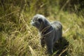 Beautiful Grey Scottish-fold shorthair fluffy cat with orange eyes chilling in frass on the ground in