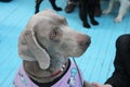 Cute grey Deutscher kurzhaariger Vorstehhund dog looks at his master Royalty Free Stock Photo