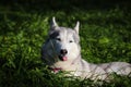 Beautiful grey siberian husky hidden in a grass and eats her.