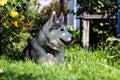 Beautiful grey siberian husky and nature of house.