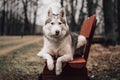 Beautiful grey siberian husky and park in a village.