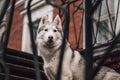 Beautiful grey siberian husky and park in a village. Old lock