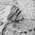 A beautiful Grey Squirrel Sciurus carolinensis sitting on a tree eating an acorn inside qutub minar complex in Delhi India Royalty Free Stock Photo