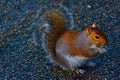 A beautiful grey Squirrel on the ground Royalty Free Stock Photo