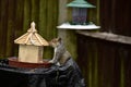 A Grey Squirrel By A Little Birdhouse