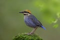 Beautiful grey to pale blue with yellow to red head and stripe belly bird perching on moss spot over fine green environment,