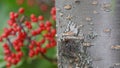 Beautiful grey tree trunk / bark with bright red berries in the background - taken off the Gunflint Trail in Northern Minnesota