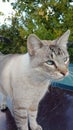Beautiful Grey White Cat Blue Eyes Staring