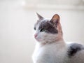 Beautiful grey and white cat with pink nose - closeup shot