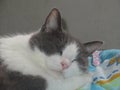 A beautiful grey and white cat sleeps happy