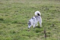 Cute Husky dog walks in a field