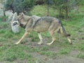 Beautiful grey wolf [ Canis lupus ]
