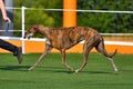 Beautiful greyhound on dog show at summer Royalty Free Stock Photo