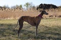 Beautiful greyhound standing profile in the nature Royalty Free Stock Photo
