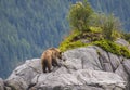 Beautiful Grizzli bear looking for food on the rocky mountain