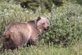 Grizzly Bear  in the Kananaskis Country of the Canadian Rockies Royalty Free Stock Photo