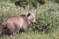 Grizzly Bear  in the Kananaskis Country of the Canadian Rockies Royalty Free Stock Photo