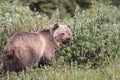 Grizzly Bear  in the Kananaskis Country of the Canadian Rockies Royalty Free Stock Photo