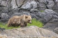 Beautiful Grizzli bear looking for food on the shore