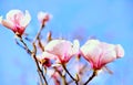 Beautiful groats of jutons of pink magnolia flowers on a sunny day Royalty Free Stock Photo