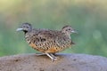 lovely ground birds in mating season when posting together on dirt pole, barred buttonquail Royalty Free Stock Photo