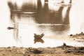 Male Burchell`s Sandgrouse with Antelope Reflection