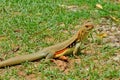 Beautiful ground lizard in green grass field