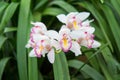 Beautiful ground orchids Royalty Free Stock Photo