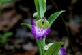 A Beautiful ground purple orchid