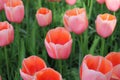 A beautiful group of bicoloured tulips in the garden in spring Royalty Free Stock Photo