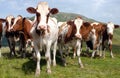 Beautiful group of cows (bos primigenius taurus)