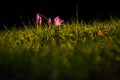 Beautiful group of crocuses in the grass shot in a lightspot Royalty Free Stock Photo