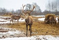 Beautiful group of deer with a male adult red deer, stag or hart, with big horn Royalty Free Stock Photo