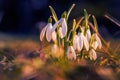 Beautiful group of dewdrops in the grass shot in a lightspot at the beginning of the spring Royalty Free Stock Photo