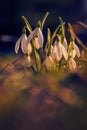 Beautiful group of dewdrops in the grass shot in a lightspot at the beginning of the spring shot in portrait orientation Royalty Free Stock Photo