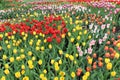 A beautiful group of different purple, red, pink and yellow tulips on a flower bed. Easter festive mood. Kiev, Ukraine, Europe. Royalty Free Stock Photo