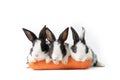 Beautiful Group easter rabbits eating carrot isolated on white background., Healthy lifestyle.