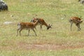 Beautiful group of fallow deer in a meadow Royalty Free Stock Photo