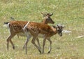 Beautiful group of fallow deer in a meadow Royalty Free Stock Photo