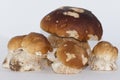 Beautiful closeup group of five isolated porcini mushrooms large and small, steinpilz